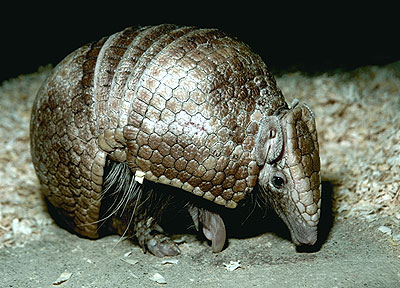 three banded_armadillo_12-03-12