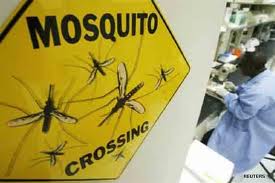 mosquito crossing