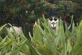Spy in bushes