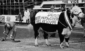 Hereford United bull